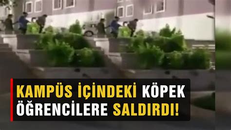 Ankara Daki Kamp S I Inde K Pek Sald R S Oldu Bursa Haber B Gazete