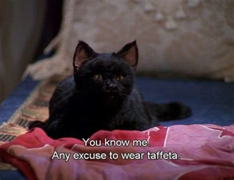 The 40 Greatest Things Ever Said By Salem The Cat Cats Sabrina Cat