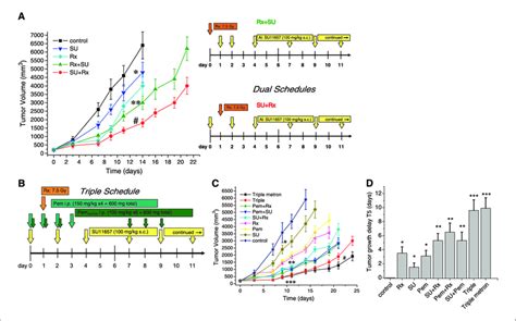 In Vivo Growth Of A431 Tumor Xenografts Mice With A431 Human