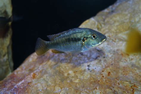 Astatotilapia Calliptera Chisumulu On Behance