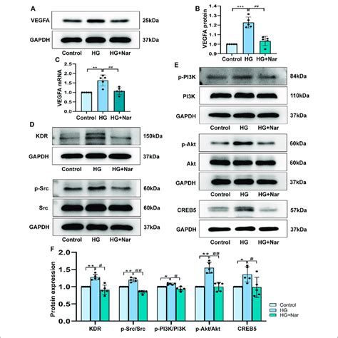 Nar Down Regulated The Expression Of Core Target Vegfa And