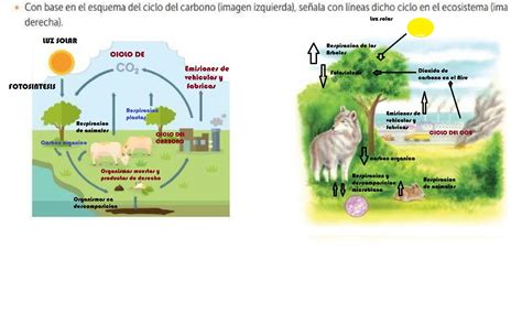 Con base en el esquema del ciclo del carbono imagen izquierda señala