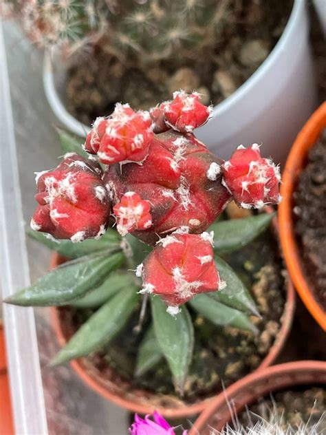 Astrophytum Myriostigma Prolifera Hot Red Cactuses Astrophytum