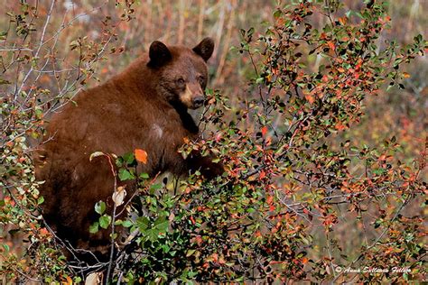 Cinnamon Bear Photograph by Anna Sullivan - Fine Art America