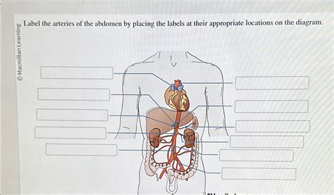 Solved Label The Arteries Of The Abdomen By Placing The