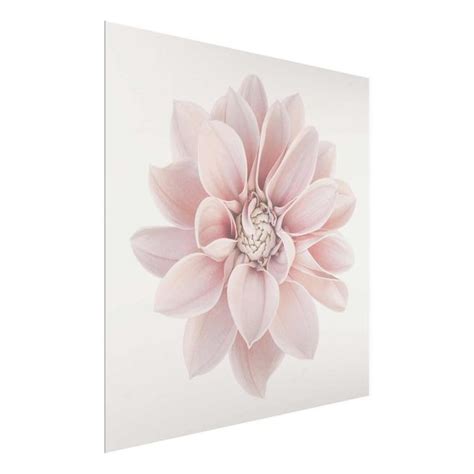 Dahlie Blume Pastell Wei Rosa Glasbild Als Quadrat Kaufen