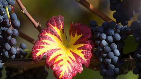 Veranstaltungen Aus Oktober Oktober Winzerverein Hagnau