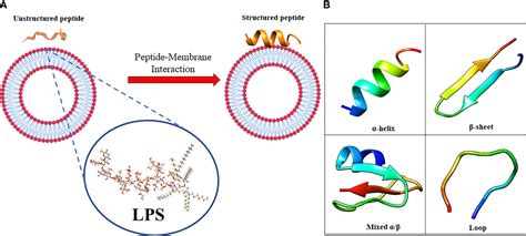 Frontiers Antimicrobial Peptides A New Hope In Biomedical And