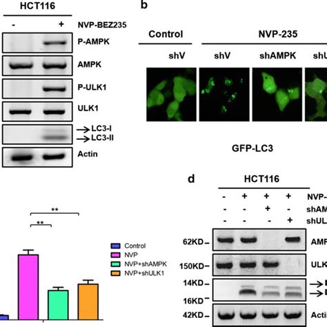 The Ampk Ulk1 Axis Regulated Autophagy Induction By Nvp Bez235 A The