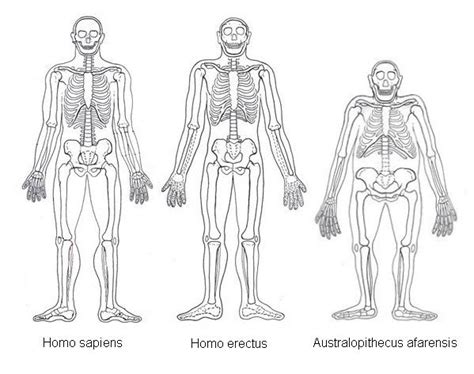 Mr. Goldstein's Classroom Blog: Homo Erectus Stands Upright