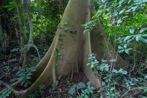 Nigeria's Forests Gradually Depleting As Loggers Scramble For Remaining Few Trees - Global ...