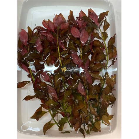 Людвигия Рубин (Ludwigia Repens Rubin) купить в интернет магазине Ryukin