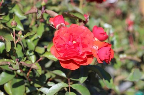 Rosa Trumpeter Floribunda Devil Mountain Wholesale Nursery