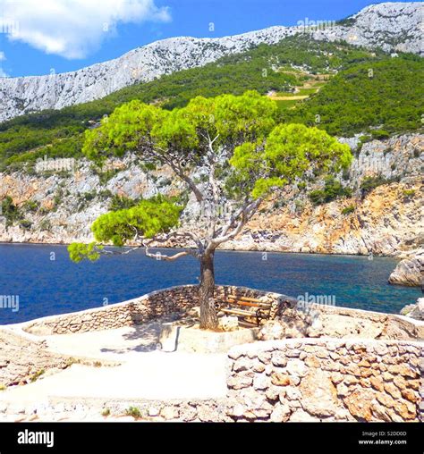 Tree in Croatia Stock Photo - Alamy