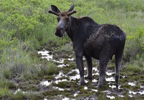 Katahdin The Maine North Woods And Florida Moose On Compass Pond