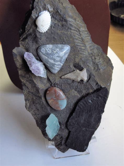 Pin by Kate Dowling on Fossil-Gem Display | Fossil, Display, Gems