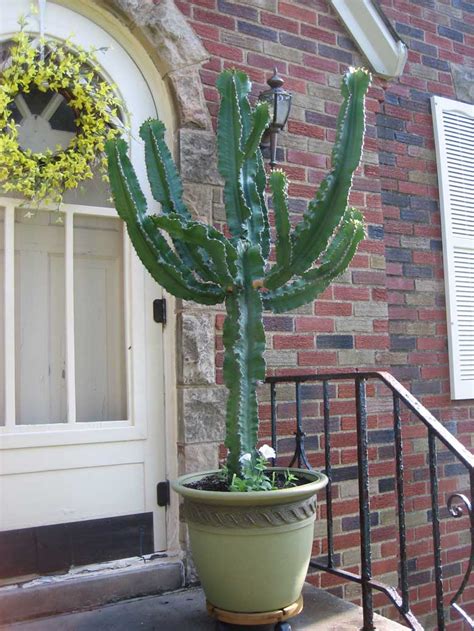 Cactus Jungle - San Francisco Bay Area - How to Move a Big Spiny Plant