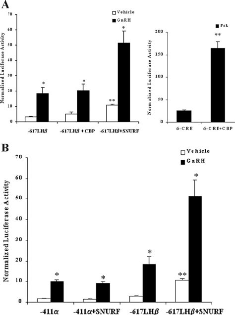 The Coactivator Snurf Specifically Increases Both Basal And