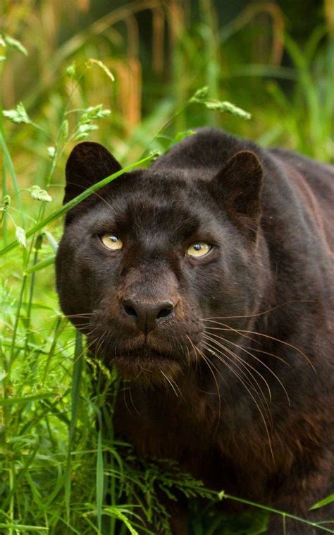 Красивые Картинки Черного Тигра – Telegraph