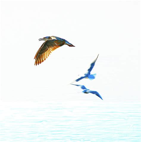 The Eagle And Two Gull Photograph By Imi Koetz Fine Art America