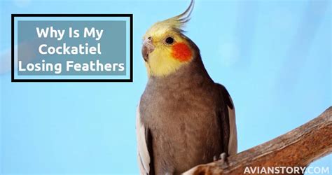 Why Is My Cockatiel Losing Feathers Should I Be Worried