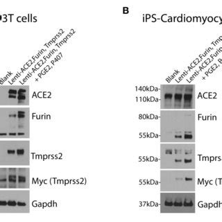 Over Expression Of Human Ace Tmprss And Furin In Cells Of