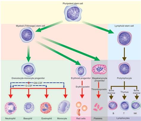 Differentiation Of Multipotent Stem Cells MEDizzy