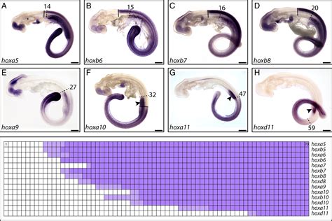 Hox Gene Expression Predicts Tetrapod Like Axial Regionalization In The