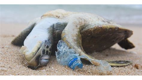 Protecting Sea Turtles From Ocean Plastic Pollution Preserve Marine