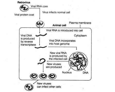 Sketch the diagrammatic representation of replication of retrovirus inside on animal cell.