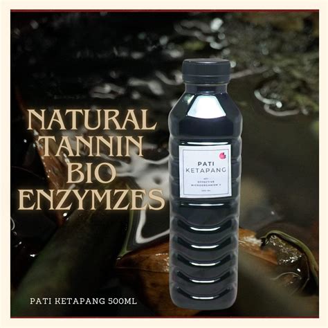 natural blackwater ketapang leaf extract ml