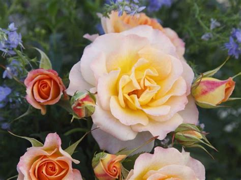 Роза Ландлуст Фото И Описание – Telegraph