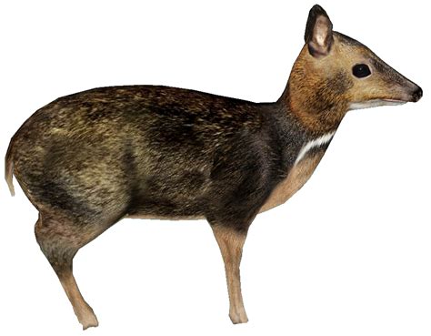 ZT2: Philippine Mouse Deer WIP by GrandeChartreuse on DeviantArt