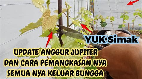 Update Anggur Jupiter Full Bungga Dan Cara Pemangkasan Nya Youtube