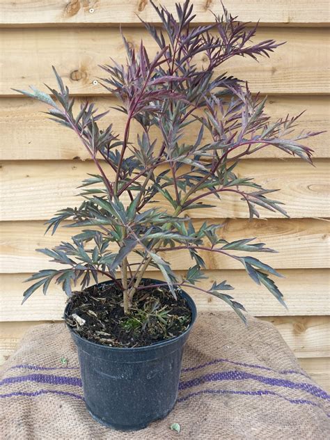 Sambucus nigra 'Black Lace' | Frost's Nurseries