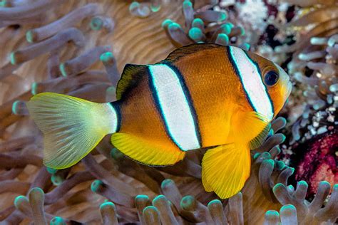 Ultimate List Of Clarkii Clownfish Tank Mates Fish Voyage