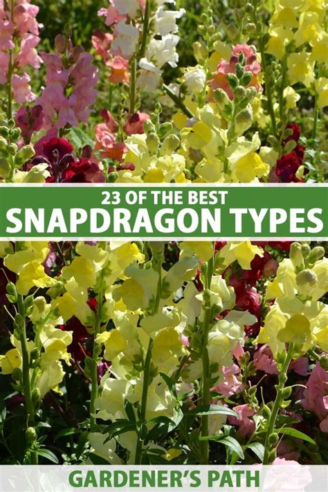 23 of the Best Snapdragon Varieties to Grow at Home