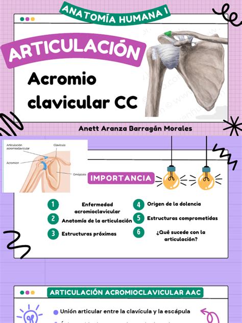 Articulación Acromioclavicular | PDF | Hombro | Extremidades (anatomía)