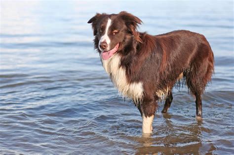 Border Collie Dog Breed » Information, Pictures, & More