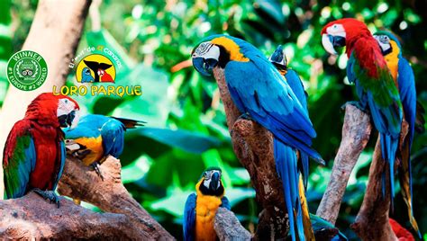 loro parque  booking       zoo