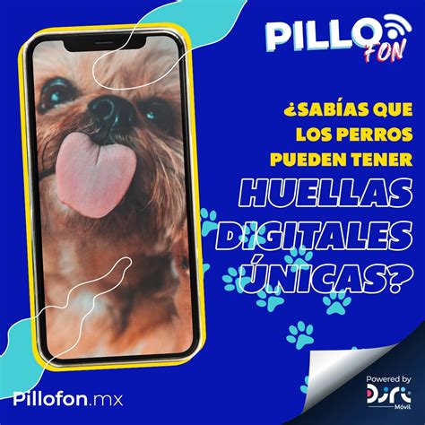 Pillofon On Twitter As Es Amigos Cada Perro Tiene Su Propia Huella