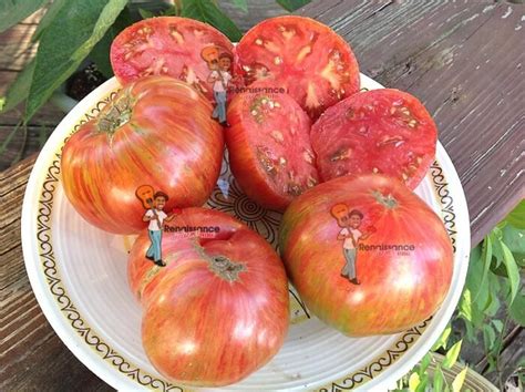 5 Dwarf Tomato Varieties That Produce Like Crazy