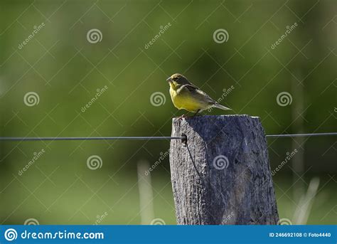 Saffron Finch Sicalis Flaveola Stock Photo Image Of Finch