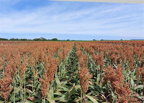 Novas Cultivares De Sorgo E De Milho Da Embrapa Chegam Ao Mercado