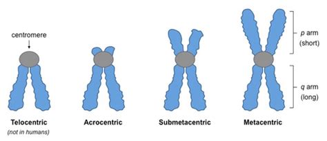 Genetics Chapter Clinical Cytogenetics Hy Flashcards Quizlet