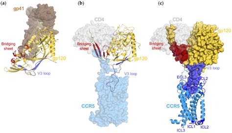 Structures Of Gp120 And Its Domains A Structure Of Closed Form Of