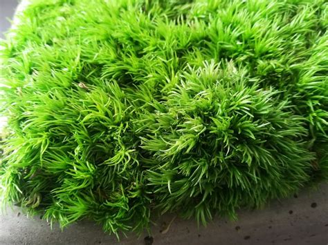 Green Moss Growing On The Concrete Surface