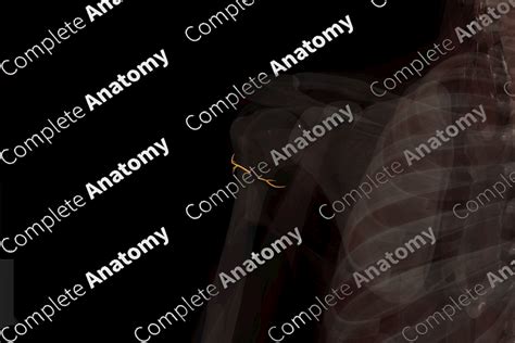 Nerves of Shoulder (Left) | Complete Anatomy