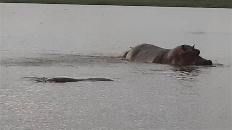 Lake Tana And Hippos Bahir Dar Ethiopia Youtube