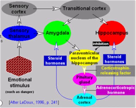 Emotion and the Amygdala in Understanding